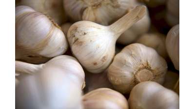 Knoflook