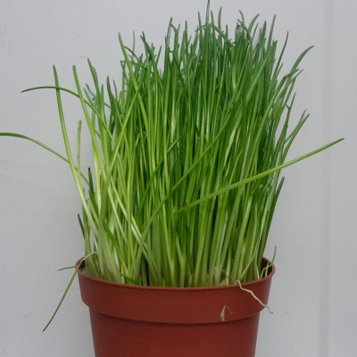 Bieslook in pot