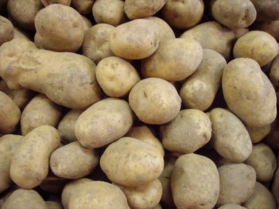 Aardappel 'Bintje'