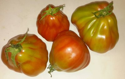 Coeur de Boeuf tomaten (500 gram)