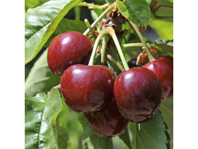 Kersen (per 400 gram)