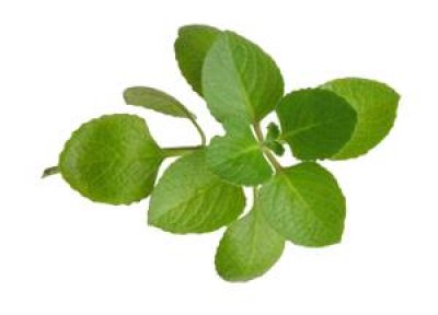 Verse oregano (20 gram)