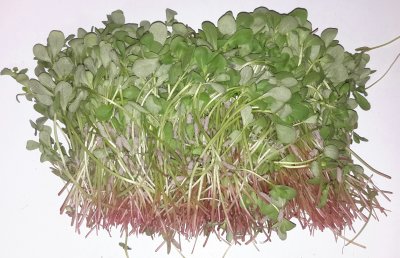 Postelein (250 gram)
